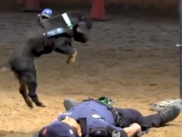 RESEARCH: Everyone loves watching dog videos on YouTube