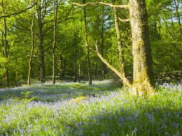 Charity sets out to change adults’ attitude to London’s nature