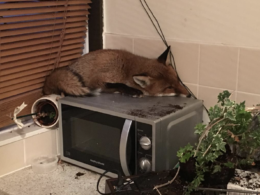 Mitcham family come down to kitchen to find fox asleep on top of MICROWAVE!