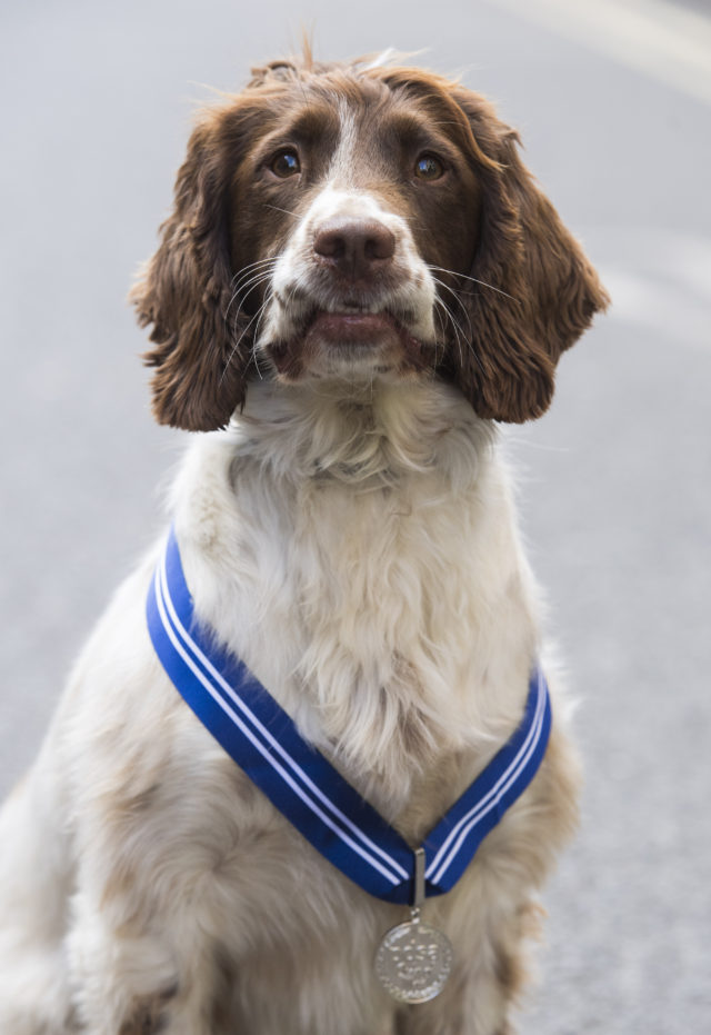 PDSA Order of Merit Borough Market