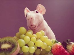 Hairless Critter An Internet Star, Ludwik Shares His Guinea Pig Diet