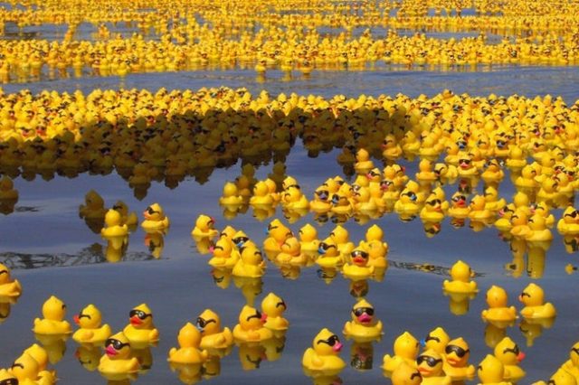 the-ducks-have-become-highly-sought-after-collector_s-items-photo-u1