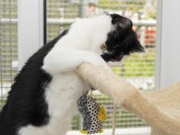Urgent home needed for cat with rare form of diabetes