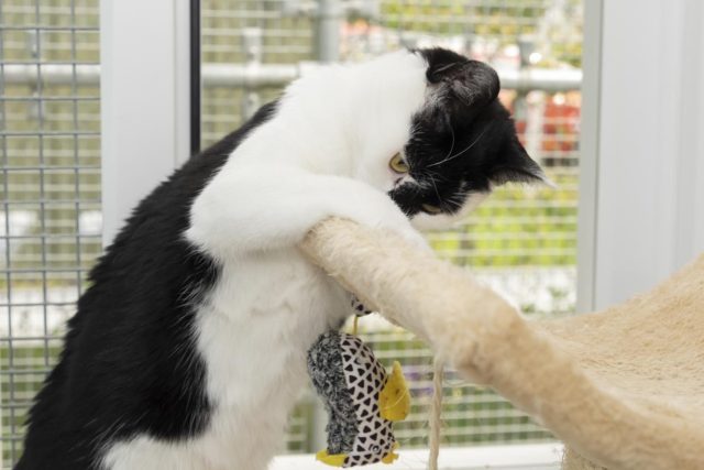 Luna playing