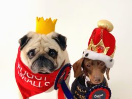 You’re hired! Husband and wife duo Puggy Smalls and Pops the sausage from Hackney land job with UK cottage company