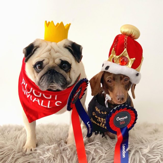 Puggy Smalls and Pops