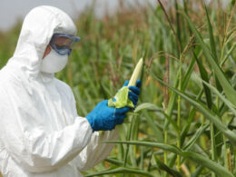 Lethal weapon: Whose footprints appeared in lobbying for GMOs in Europe?
