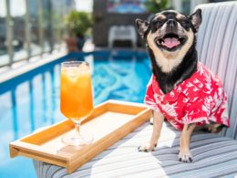 Hotels.com sets tails wagging as hunt for hound to review hotels begins