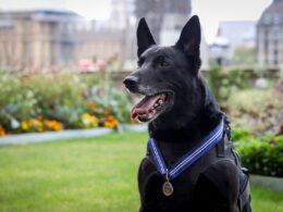 Hero hound Hurricane who protected Barack Obama has received the PDSA Order of Merit