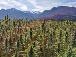 How real estate ventures are driving the cannabis sector’s growth