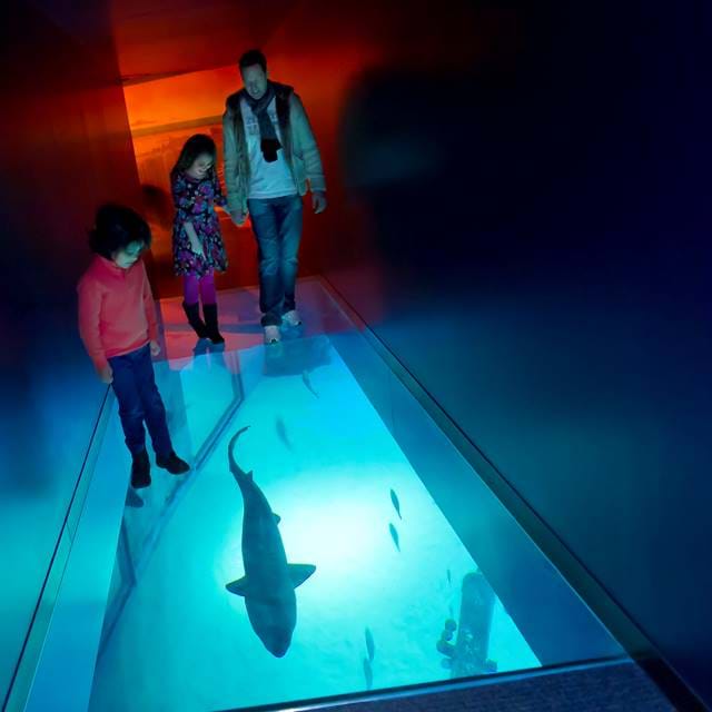 shark-walk
