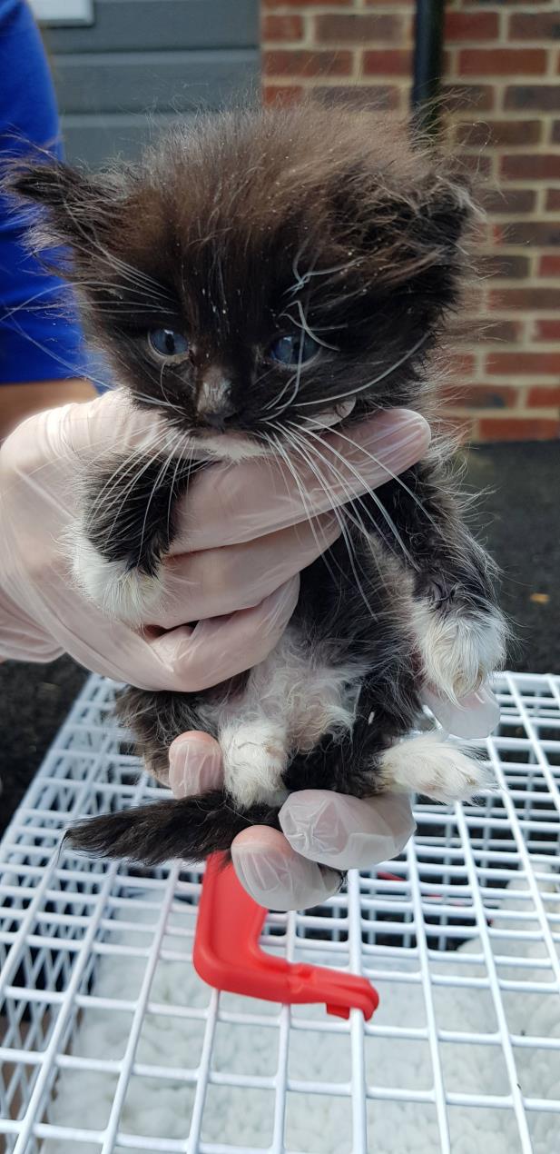Bramble 1 - Reupload - 20200730110245884