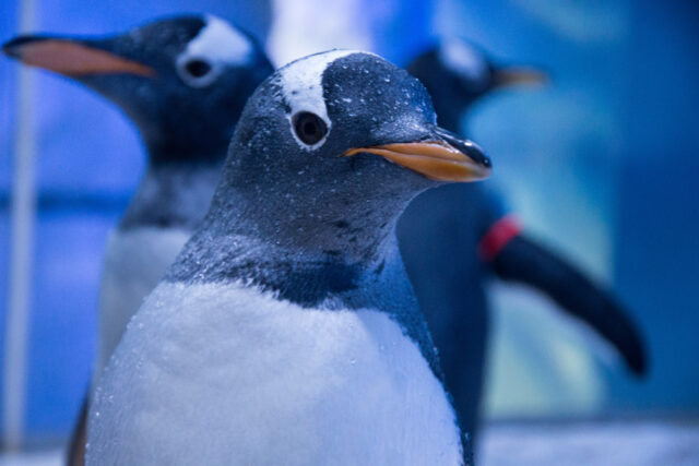 CREDIT - SEA LIFE London Aquarium - Penguin