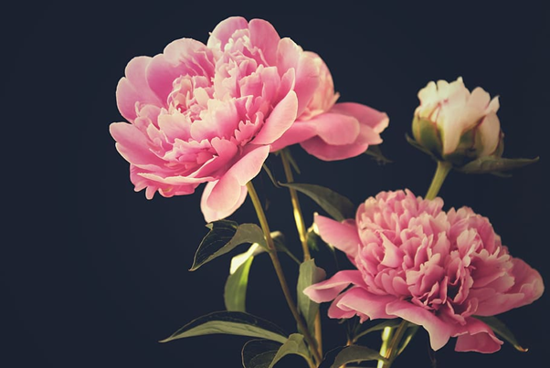 flowers floral