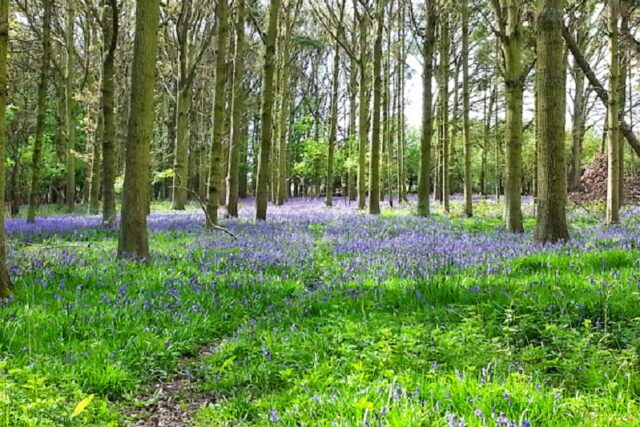 epping forest walk bush field