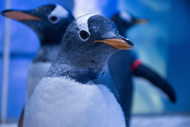 CREDIT - SEA LIFE London Aquarium - Gentoo Penguin