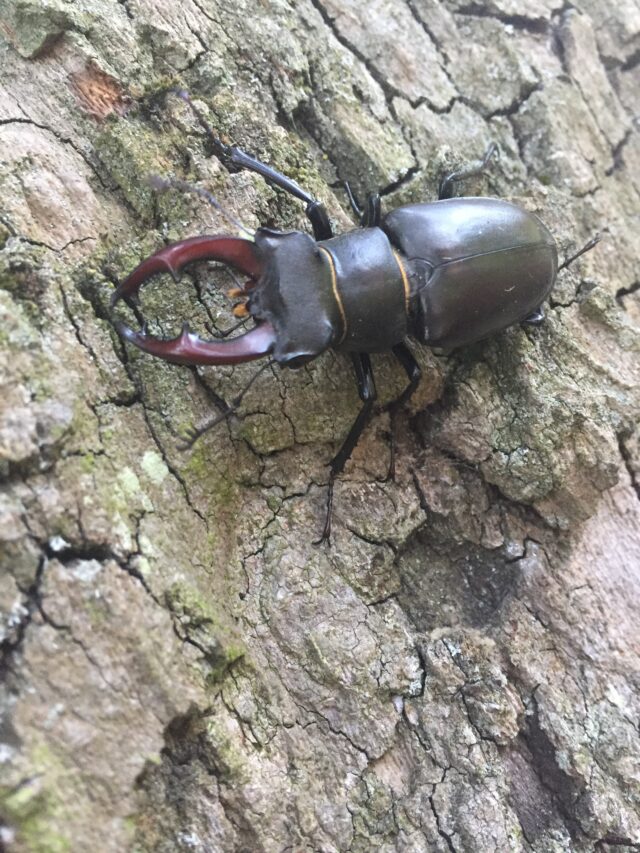 RS1493_Stag beetle in Park Square Gardens (credit James Harmsworth King) (1)