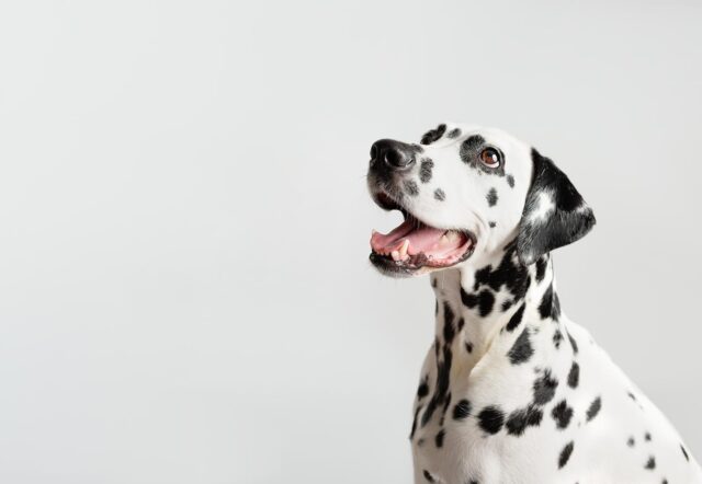 Dog3