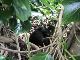 Nest of kittens found up a tree watched over by doting tom cat
