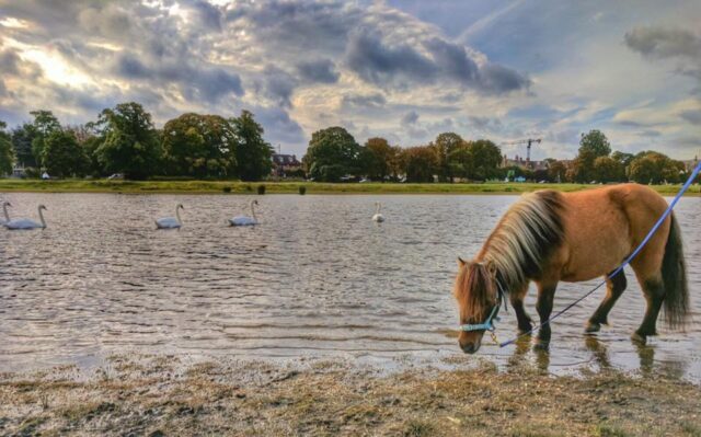 Mr Fudge on Wimbledon Common