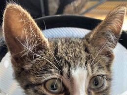 Badly injured kitten rescued from Kent garden proves to be a fighter