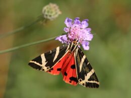 London asked to look out for a Jersey Tiger!