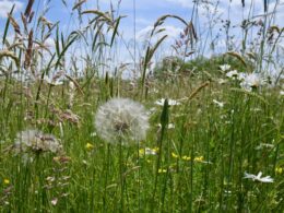 Wildflower meadow blossoms at Wanstead Flats one year on from Covid-19 mortuary site