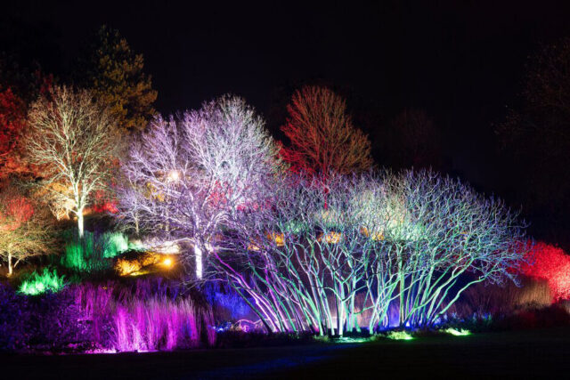 trees-hyde-hall-glow-clover-hill