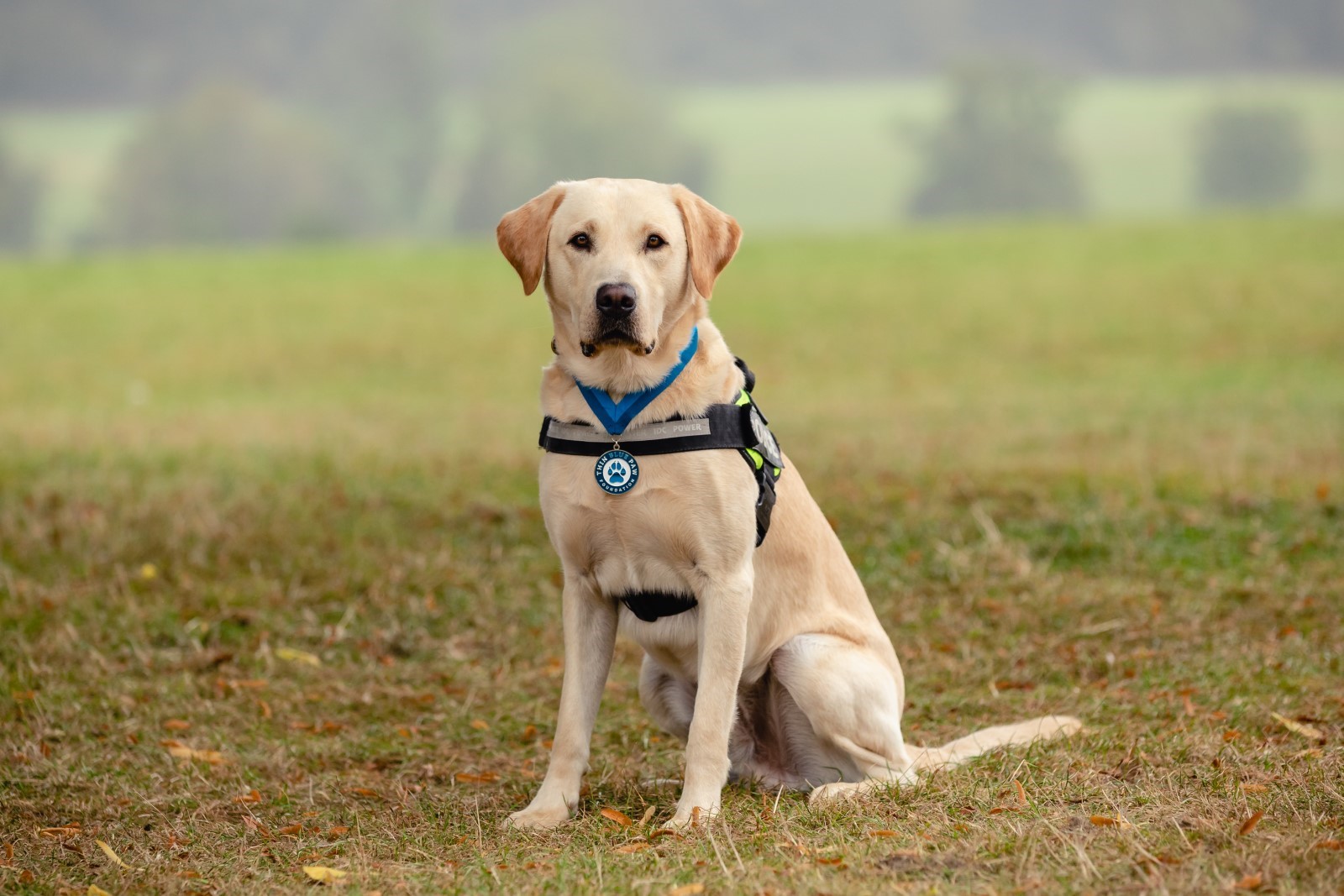 City of London Police dog named Rising Star in inaugural awards ...