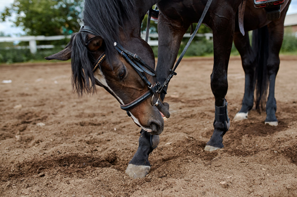 horse racing