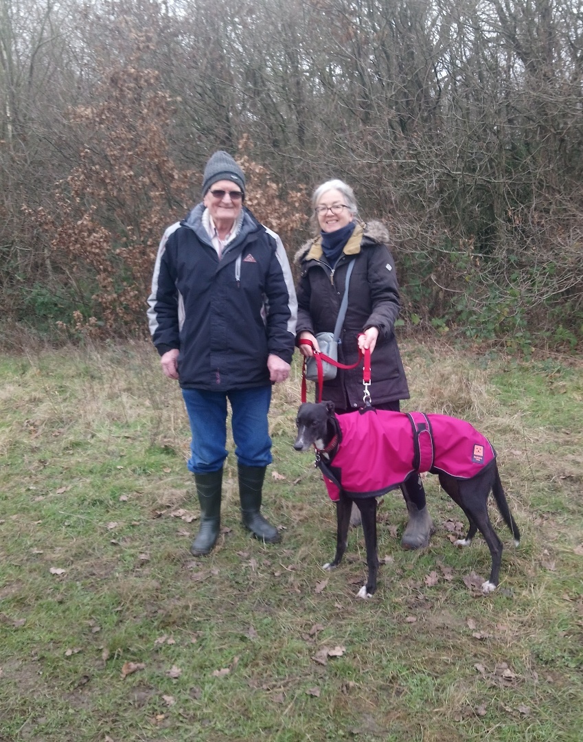 Top 7 Best Dog Walks in London London Post