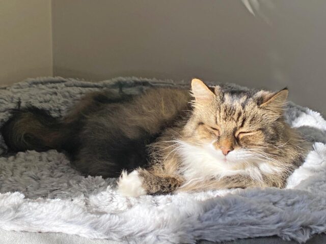 Bear in sunshine
