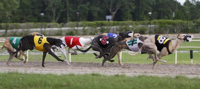 horse racing