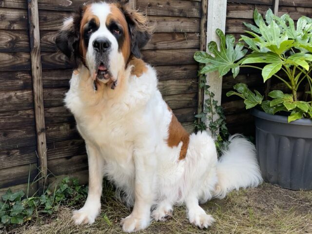 Bella in her forever home 1