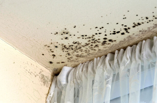 damp-and-mould-in-a-room