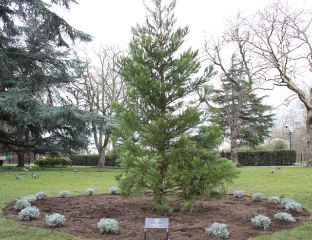 Giant redwood 2
