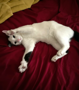 cat pet