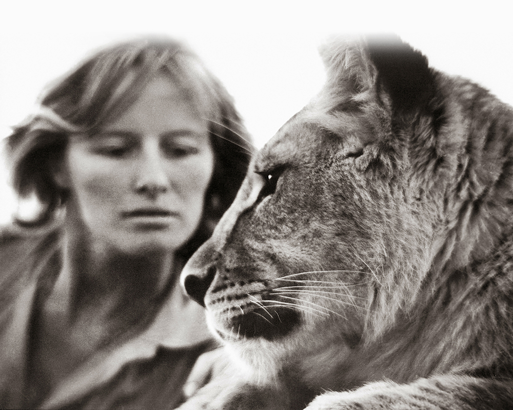 FOUNDER OF BORN FREE VIRGINIA MCKENNA RECEIVES DAMEHOOD London Post