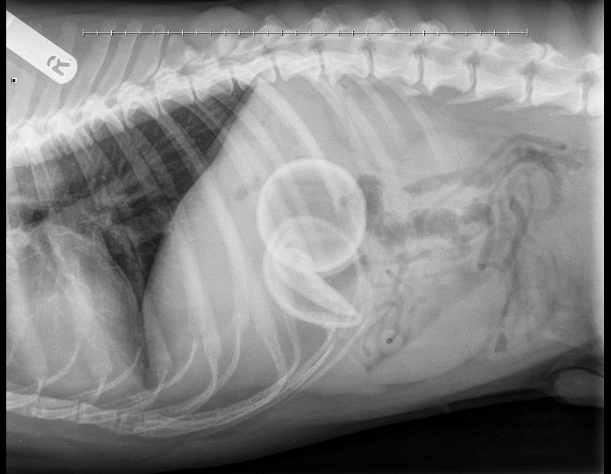 PDSA saves tennisloving dog who swallowed two balls London Post