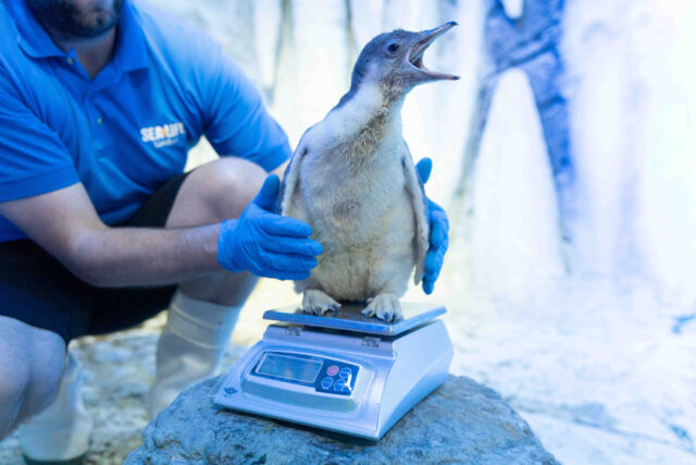 SEA LIFE London Aquarium - New Penguin Chick, London, 10th July 2023