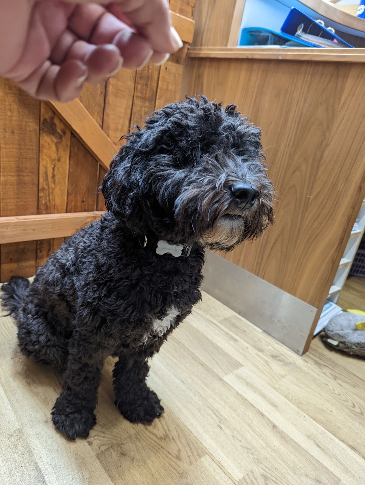 Suspended sentence for Dulwich man who repeatedly beat pet cockapoo ...