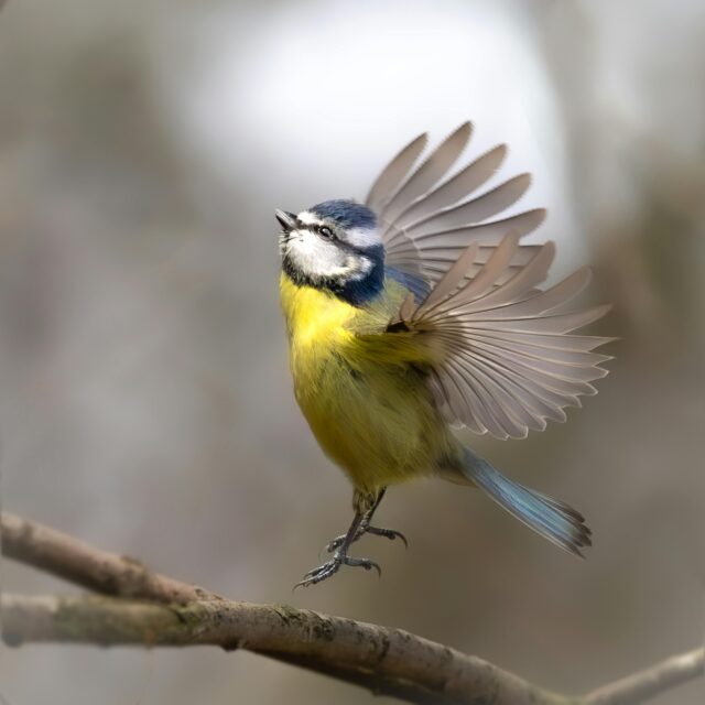 A group of volunteers from UK Power Networks swapped the office for nature as they gave a helping hand to enhance biodiversity and attract wildlife to a substation near Croydon