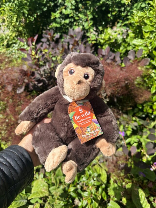 290 chimp toys have been hidden around Richmond Town Centre for launch of new Chimps Are Family bronze statue trail PIC Be Richmond
