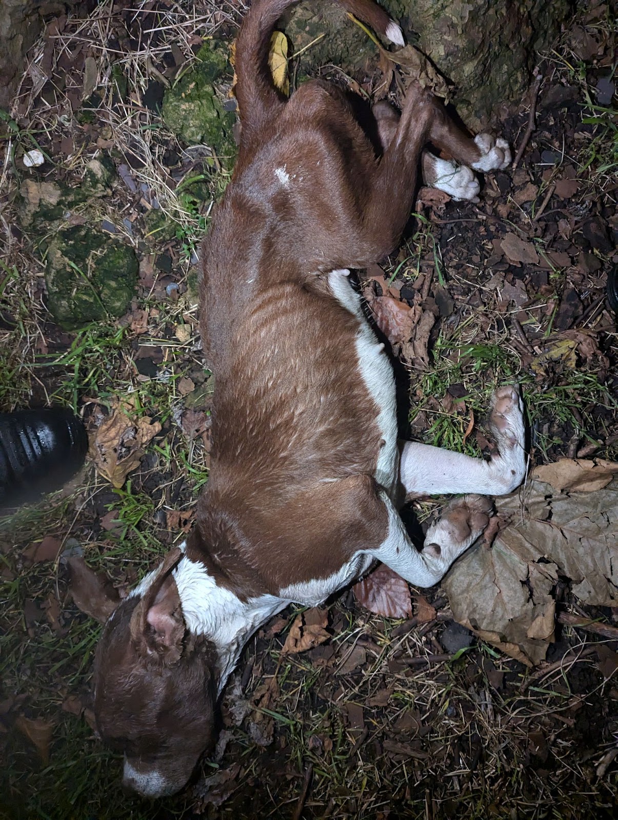 RSPCA appeals for information after dead dog found in Croydon - London Post