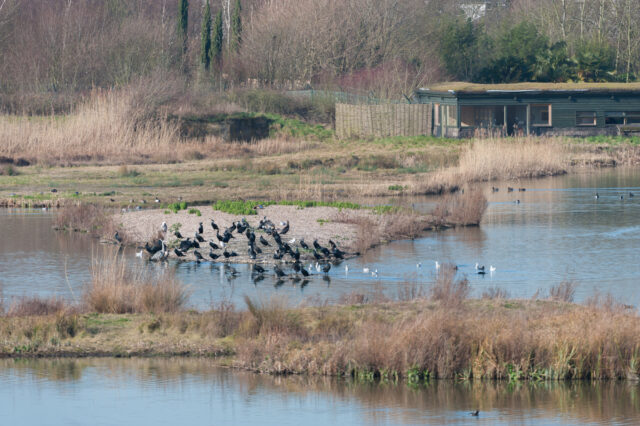 Cormorants at London Wetland Centre Photo credit Chris Wildblood WWT