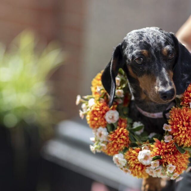 King's Road Halloween Dog Parade - PLEASE CREDIT CADOGAN