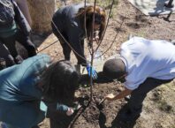 Boosting local biodiversity: Veolia Orchard applications open in Westminster for 2026