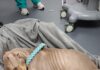 South East London woman whose dog starved to death given animal ban