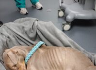 South East London woman whose dog starved to death given animal ban