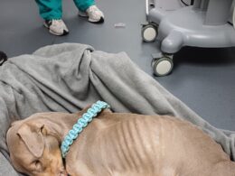 South East London woman whose dog starved to death given animal ban